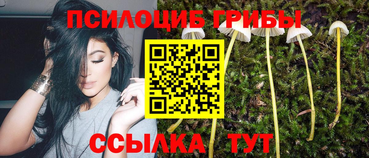 Псилоцибиновые грибы Psilocybe Омск